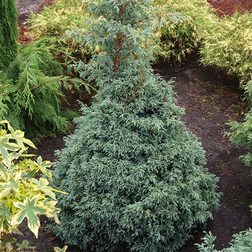 Chamaecyparis pisifera Baby Blue - Schijncipres (Plant habit)