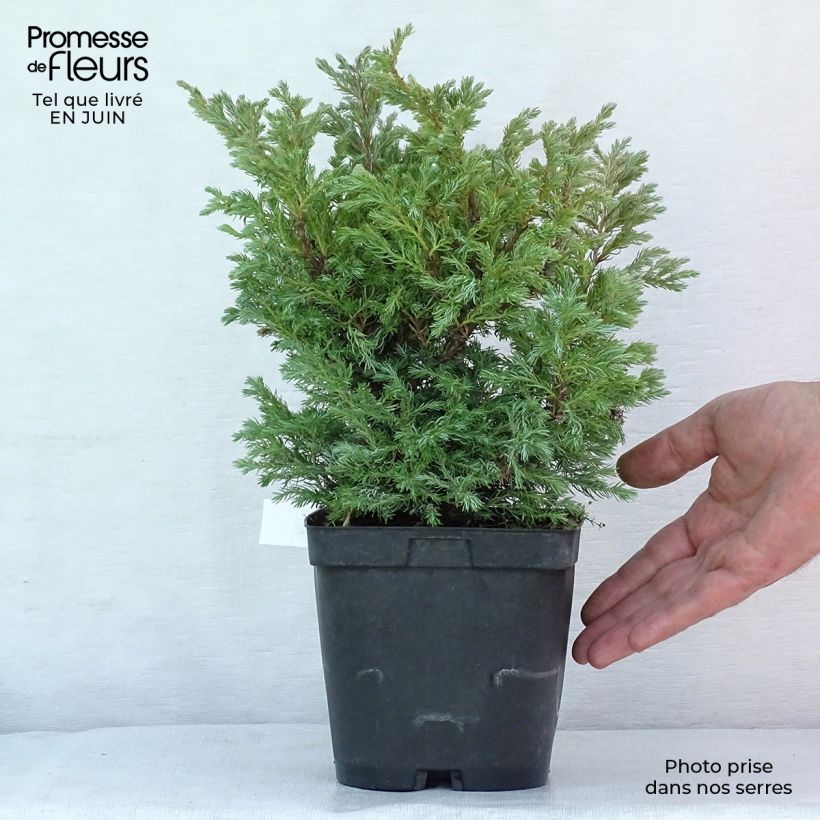 Exemplaar van Chamaecyparis pisifera Boulevard - Schijncipres Pot van 2 l/3 l zoals geleverd in de zomer