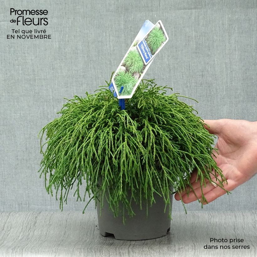 Exemplaar van Chamaecyparis pisifera Filifera Nana - Schijncipres Pot van 2 l/3 l zoals geleverd in de herfst
