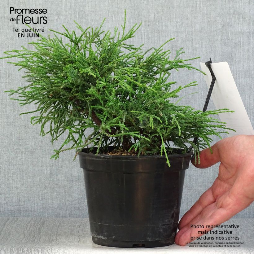 Exemplaar van Chamaecyparis pisifera Filifera Nana - Schijncipres Pot van 2 l/3 l zoals geleverd in de zomer