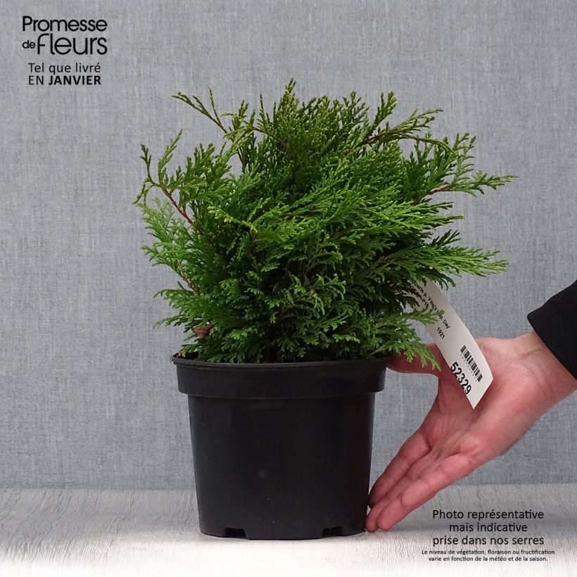 Example of Chamaecyparis pisifera Filip's Happy Day - Cyprès Sawara         Pot van 2 l/3 l as you get in hiver