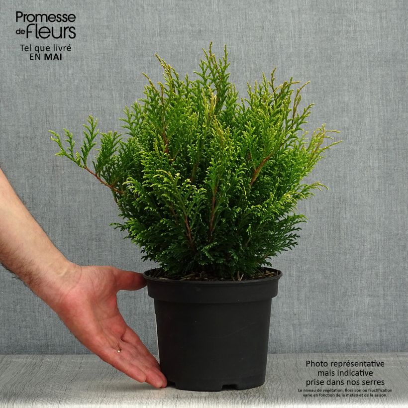 Exemplaar van Chamaecyparis pisifera Filips Happy Day - Schijncipres Pot van 2 l/3 l zoals geleverd in de lente