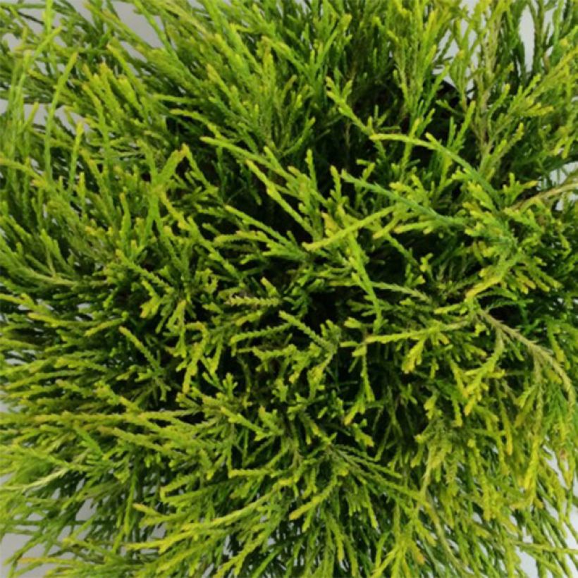 Chamaecyparis pisifera Kaatje - Schijncipres (Blad)