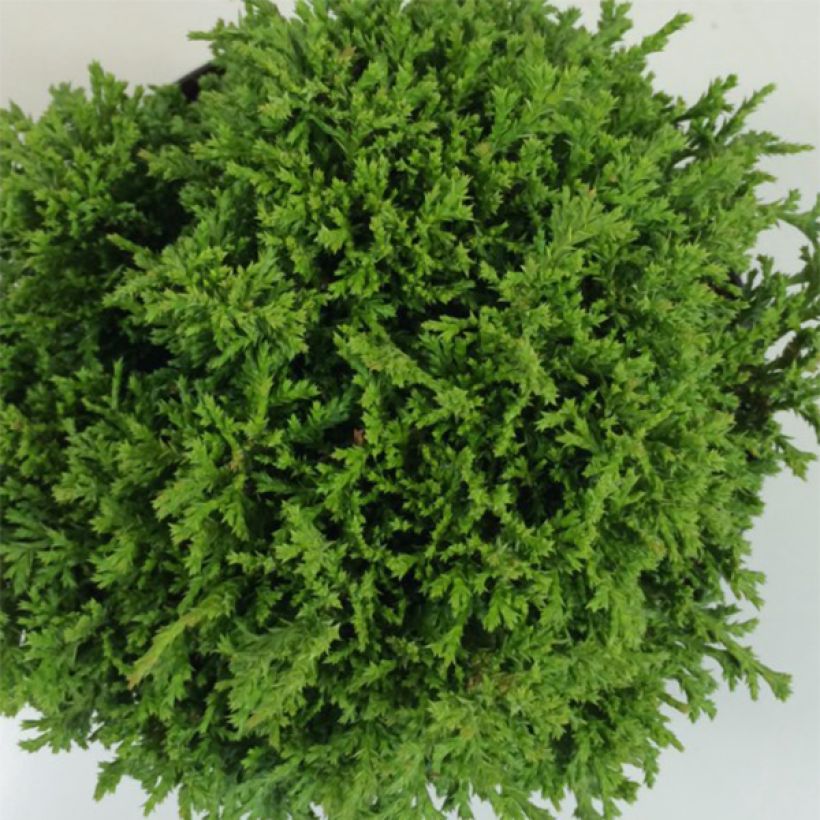 Chamaecyparis pisifera Tsukumo - Schijncipres (Blad)