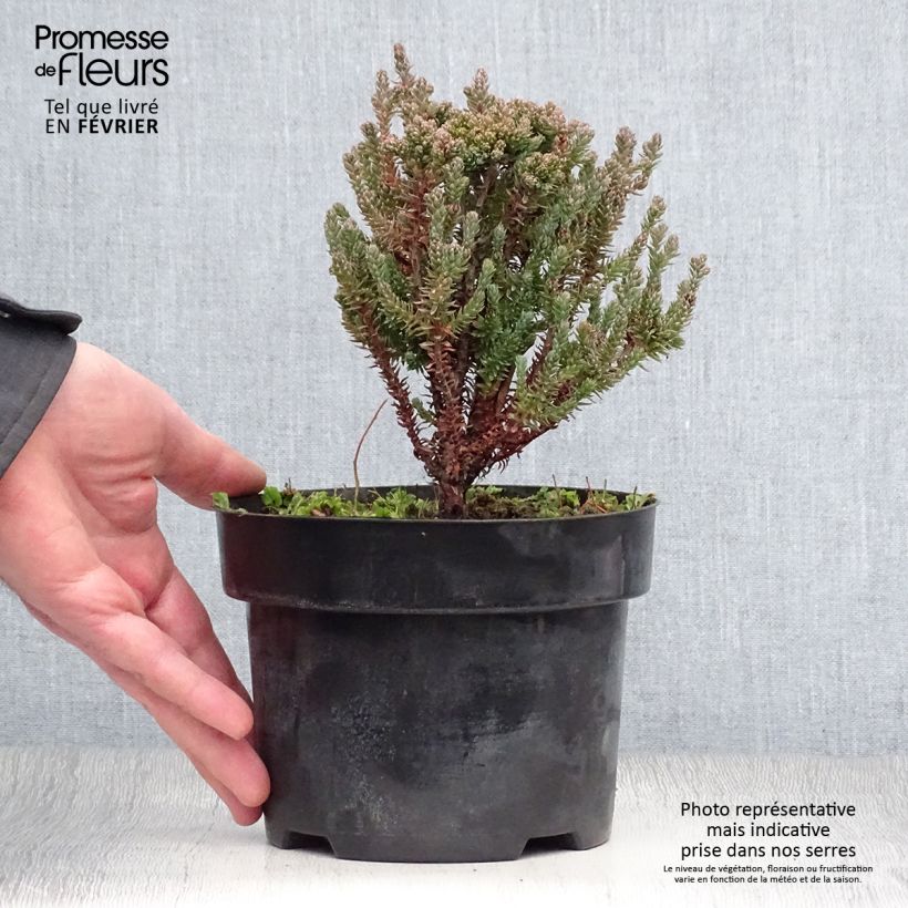 Example of Chamaecyparis thyoides Blue Rock - Schijncipres Pot van 2 l/3 l as you get in hiver