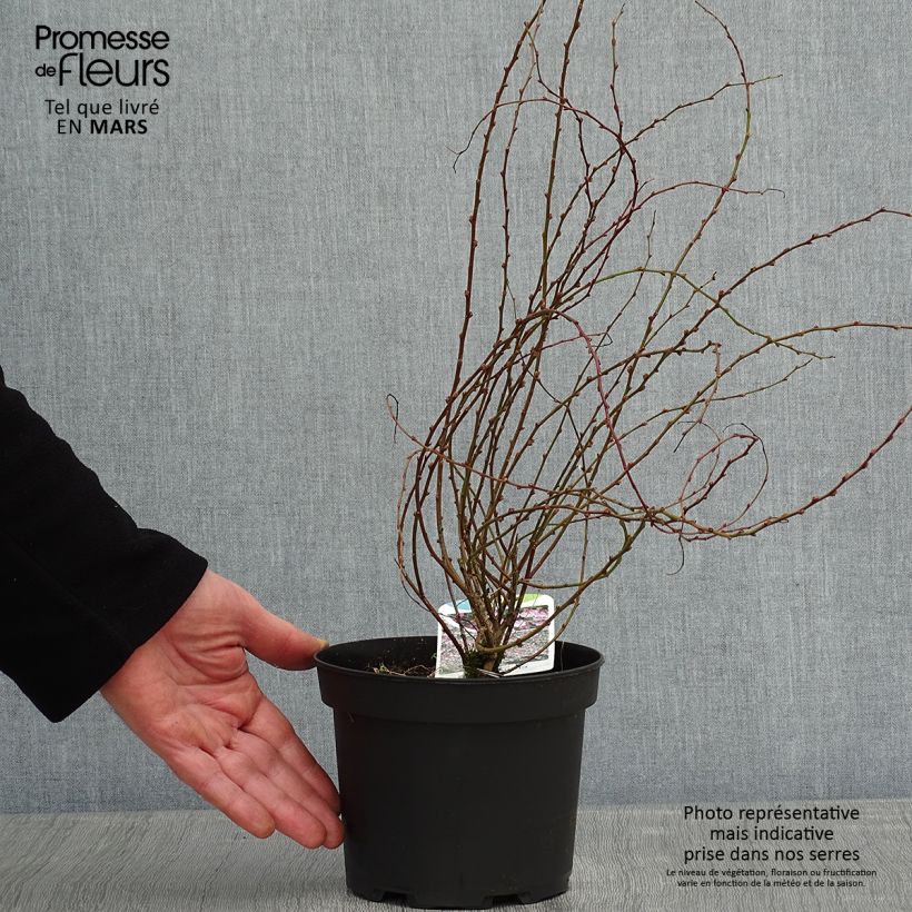 Example of Chamaecytisus purpureus - Genêt pourpre Pot van 3 l/4 l as you get in hiver