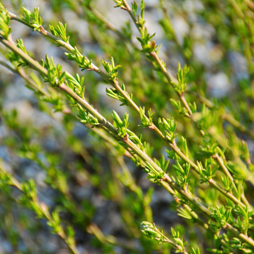 Chamaecytisus purpureus - Purperen brem (Foliage)