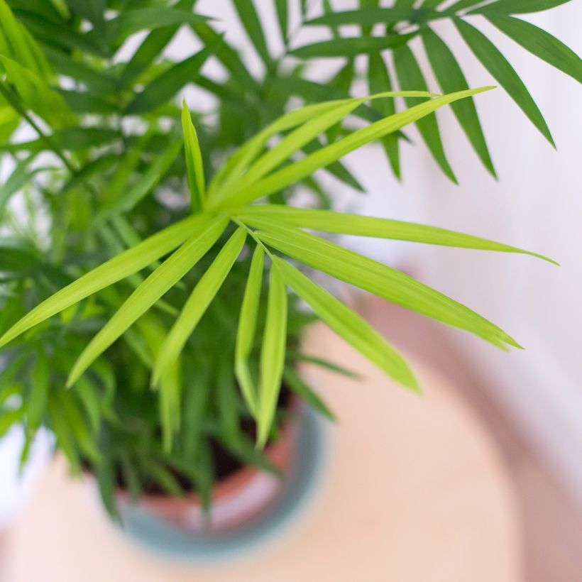 Chamaedorea elegans - Bergpalm (Blad)