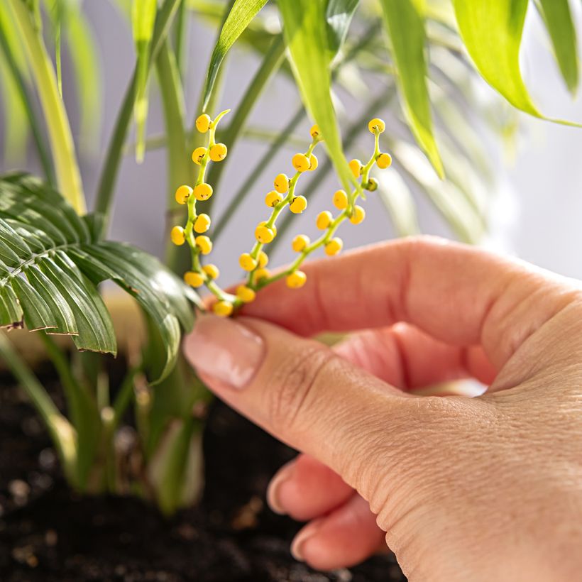 Chamaedorea elegans - Bergpalm (Bloei)
