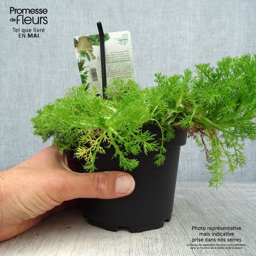 Exemplaar van Chamaemelum nobile Flore Pleno - Roomse kamille Pot van 1,5 l/2 l zoals geleverd in de lente