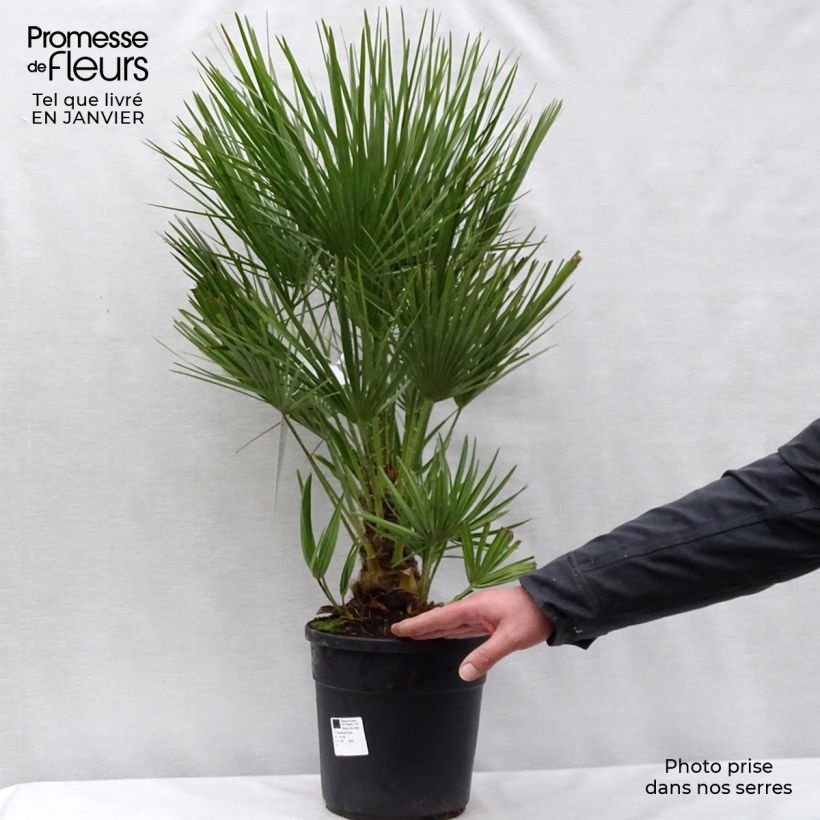 Example of Chamaerops humilis - Palmier nain Pot van 6 l/7 l as you get in hiver