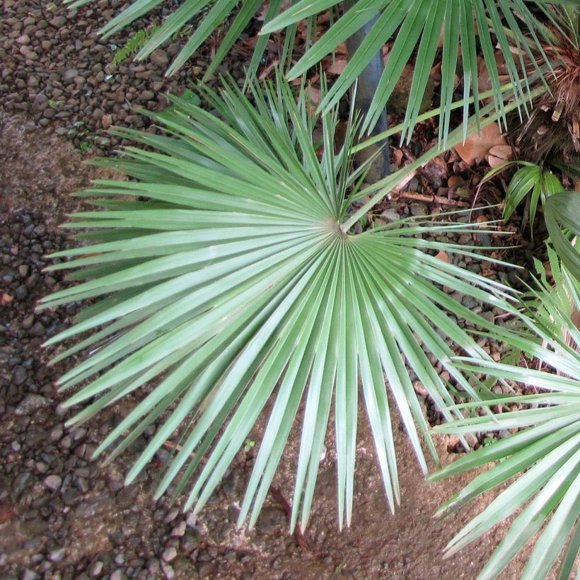 Chamaerops humilis - Europese dwergpalm (Foliage)