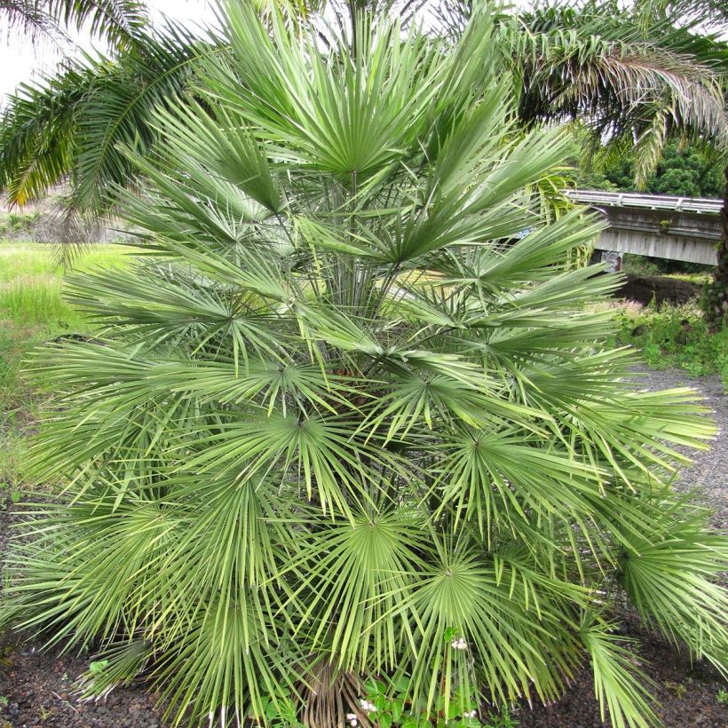 Chamaerops humilis - Europese dwergpalm (Plant habit)
