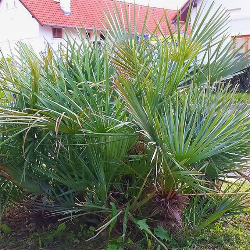 Chamaerops humilis var. cerifera - Europese dwergpalm (Plant habit)