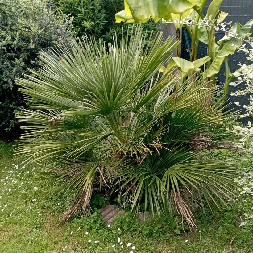 Chamaerops humilis Compacta - Europese dwergpalm (Groeiplaats)