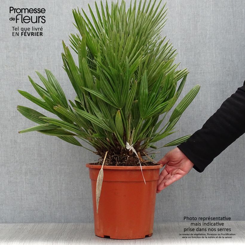 Example of Chamaerops humilis Compacta - Palmier nain Pot van 6 l/7 l as you get in hiver