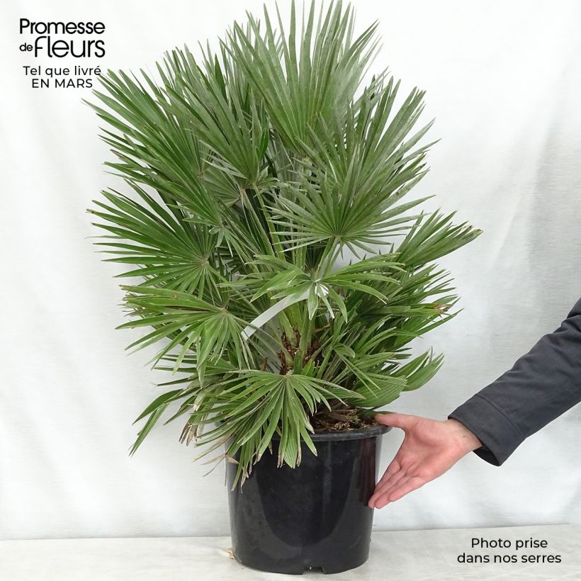 Exemplaar van Chamaerops humilis Compacta - Europese dwergpalm Pot van 6 l/7 l zoals geleverd in de lente