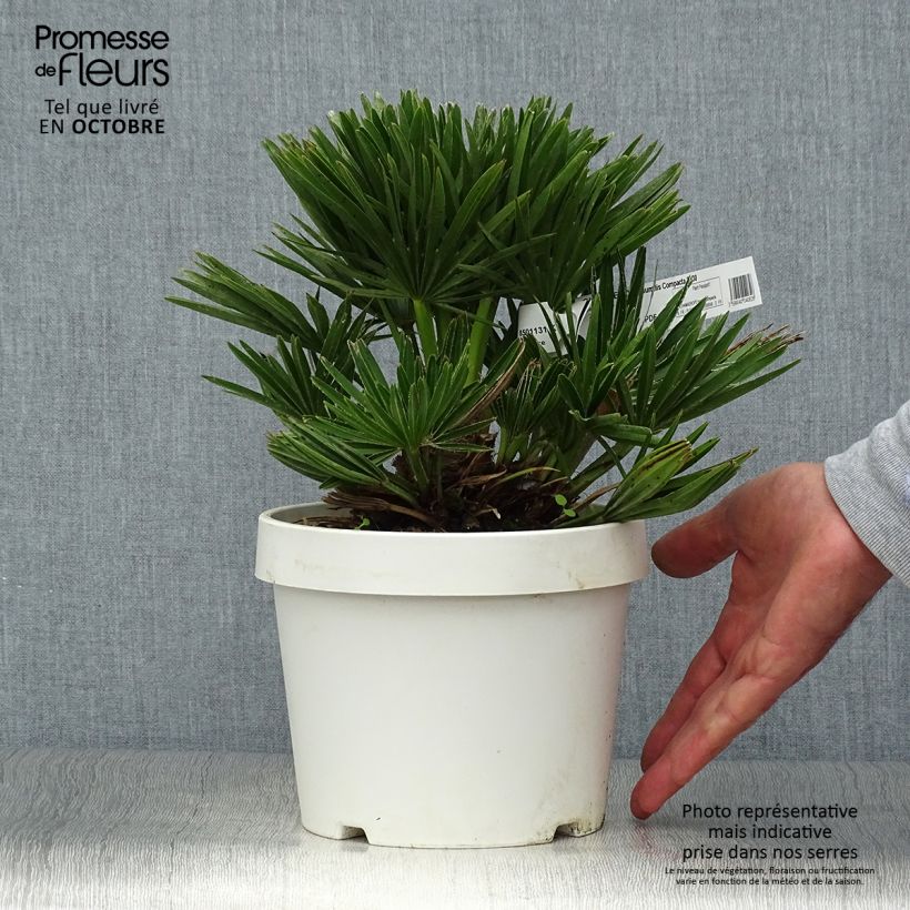 Exemplaar van Chamaerops humilis Compacta - Europese dwergpalm Pot van 2 l/3 l zoals geleverd in de herfst