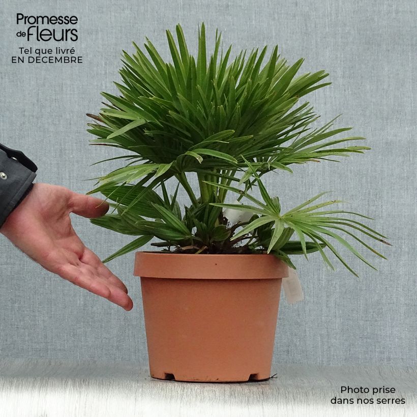 Example of Chamaerops humilis Compacta - Palmier nain Pot van 2 l/3 l as you get in hiver