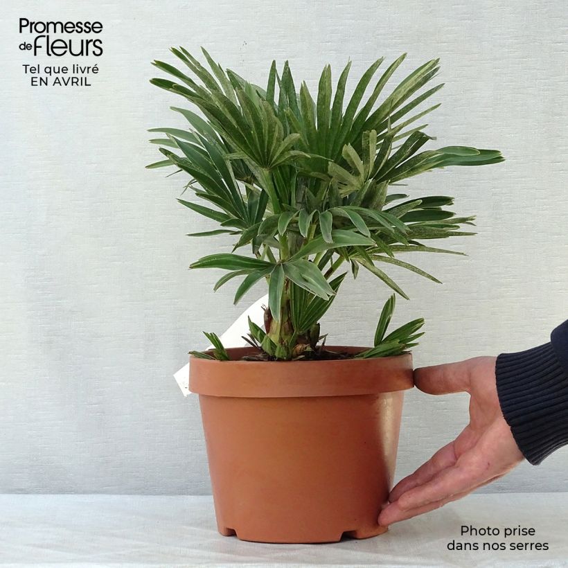 Exemplaar van Chamaerops humilis Compacta - Europese dwergpalm Pot van 2 l/3 l zoals geleverd in de lente