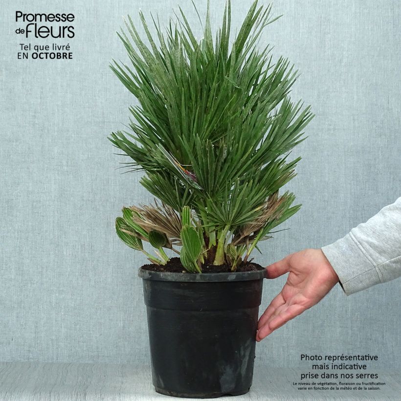 Exemplaar van Chamaerops humilis Compacta - Europese dwergpalm Pot van 4 l/5 l zoals geleverd in de herfst