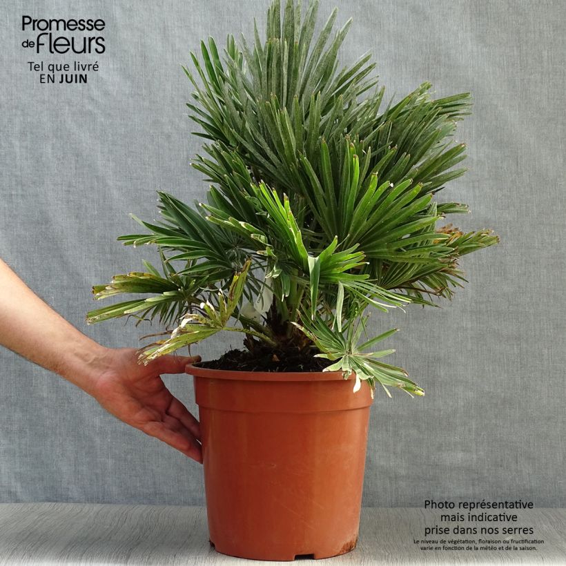 Exemplaar van Chamaerops humilis Compacta - Europese dwergpalm Pot van 4 l/5 l zoals geleverd in de zomer