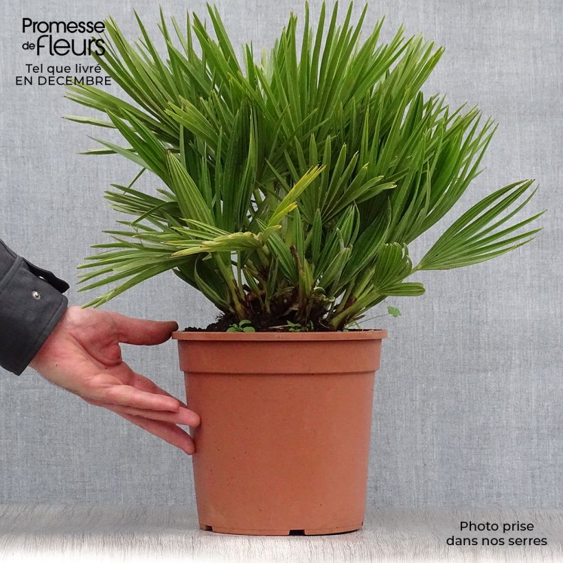 Example of Chamaerops humilis Compacta - Palmier nain Pot van 4 l/5 l as you get in hiver