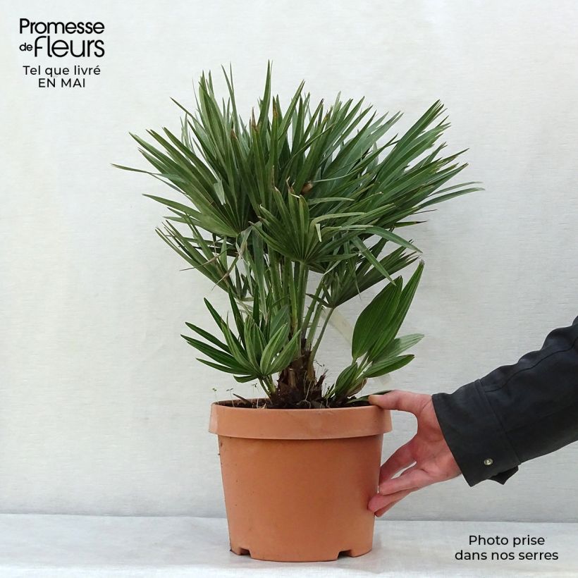 Exemplaar van Chamaerops humilis Compacta - Europese dwergpalm Pot van 4 l/5 l zoals geleverd in de lente