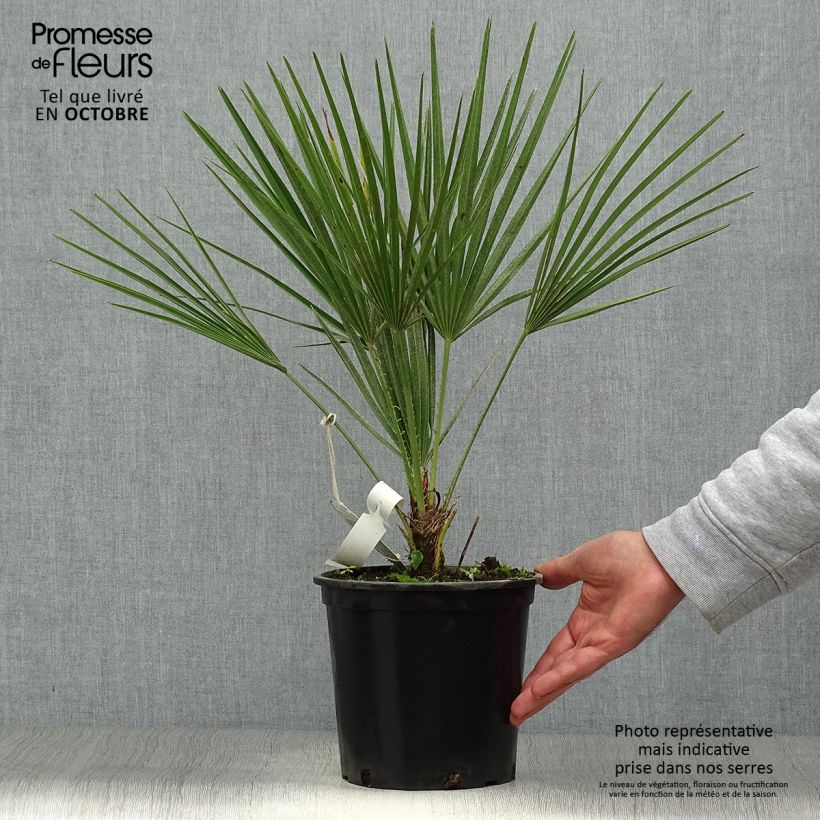 Exemplaar van Chamaerops humilis - Europese dwergpalm Pot van 2 l/3 l zoals geleverd in de herfst