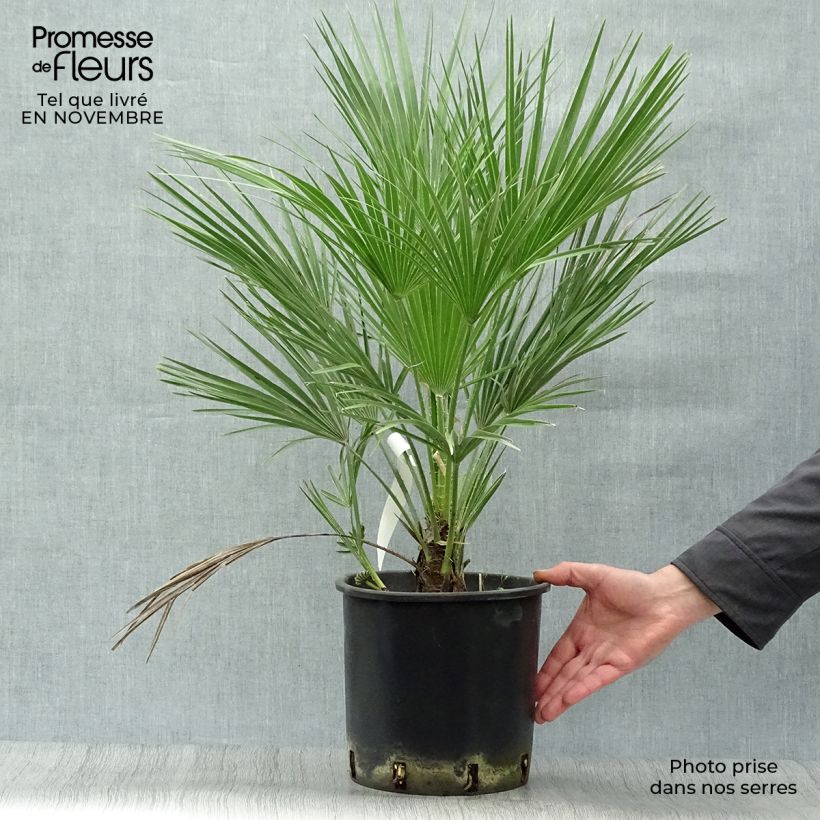 Exemplaar van Chamaerops humilis - Europese dwergpalm Pot van 6 l/7 l zoals geleverd in de herfst