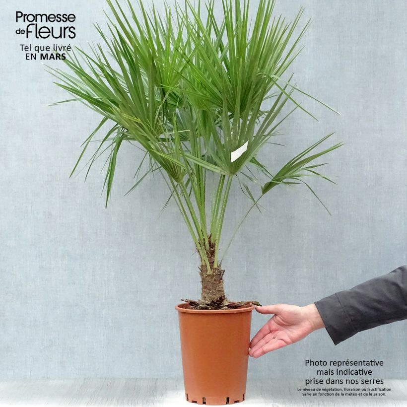 Exemplaar van Chamaerops humilis - Europese dwergpalm Pot van 6 l/7 l zoals geleverd in de lente
