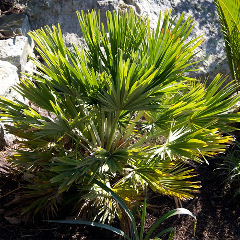 Chamaerops humilis Vulcano - Europese dwergpalm (Plant habit)