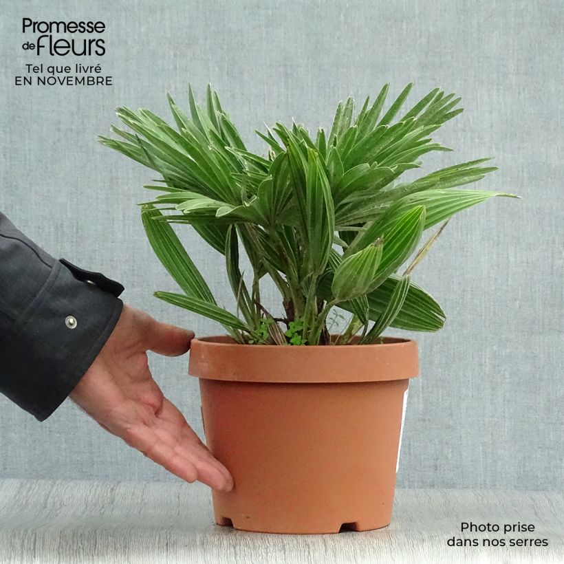 Exemplaar van Chamaerops humilis Vulcano - Europese dwergpalm Pot van 2 l/3 l zoals geleverd in de herfst