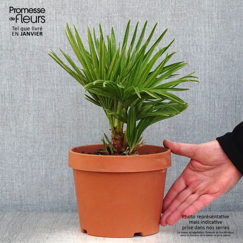 Example of Chamaerops humilis Vulcano - Palmier nain Pot van 2 l/3 l as you get in hiver