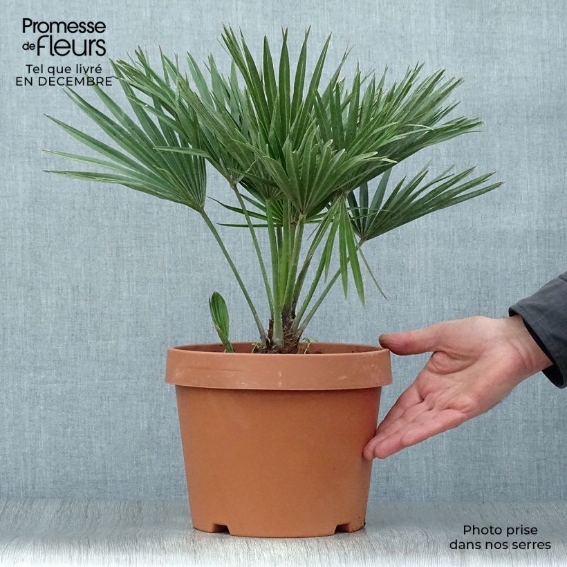 Example of Chamaerops humilis Vulcano - Palmier nain Pot van 4 l/5 l as you get in hiver