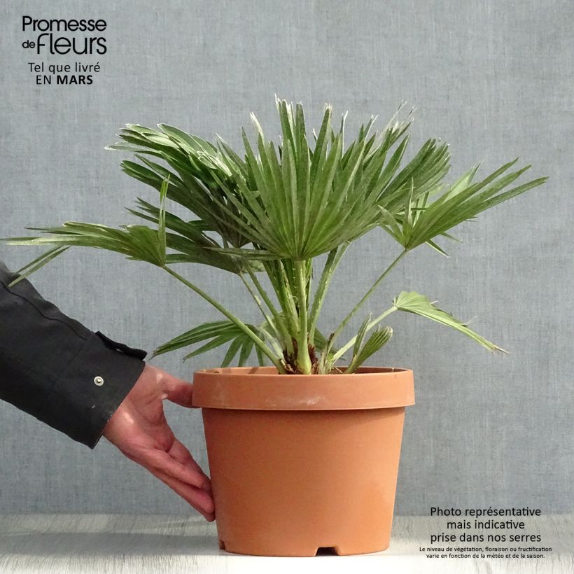 Exemplaar van Chamaerops humilis Vulcano - Europese dwergpalm Pot van 4 l/5 l zoals geleverd in de lente