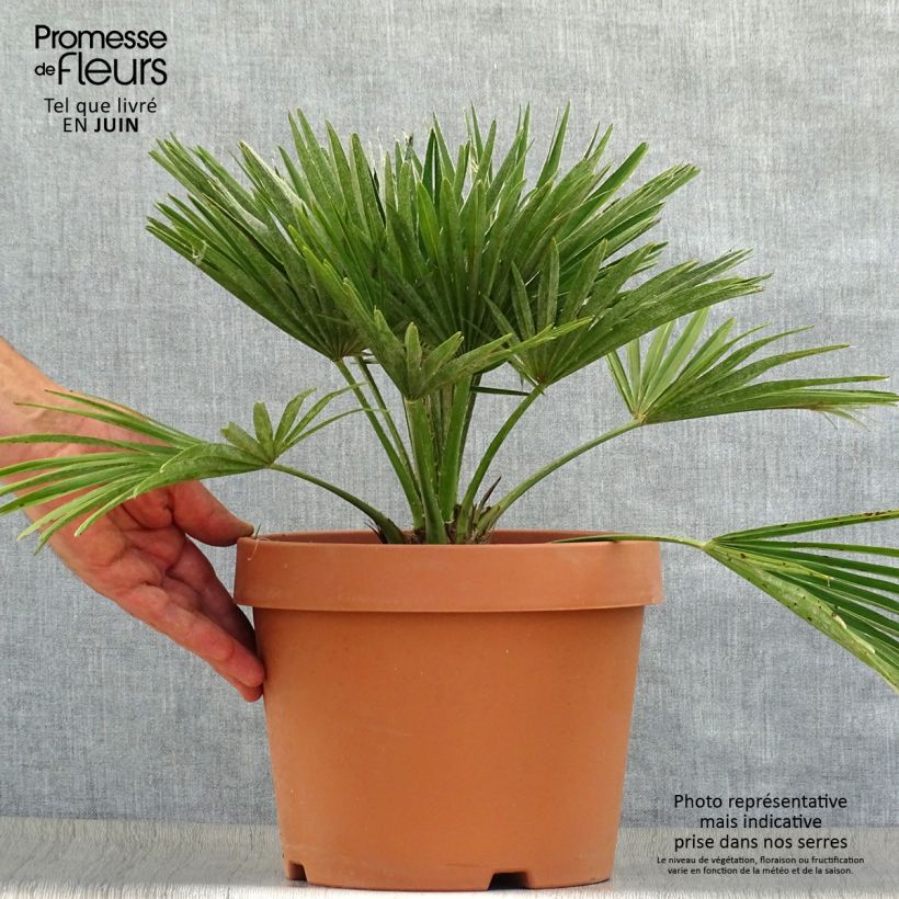 Exemplaar van Chamaerops humilis Vulcano - Europese dwergpalm Pot van 6 l/7 l zoals geleverd in de zomer