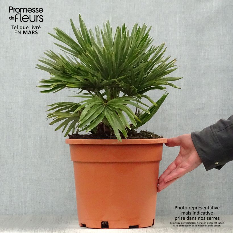 Exemplaar van Chamaerops humilis Vulcano - Europese dwergpalm Pot van 6 l/7 l zoals geleverd in de lente