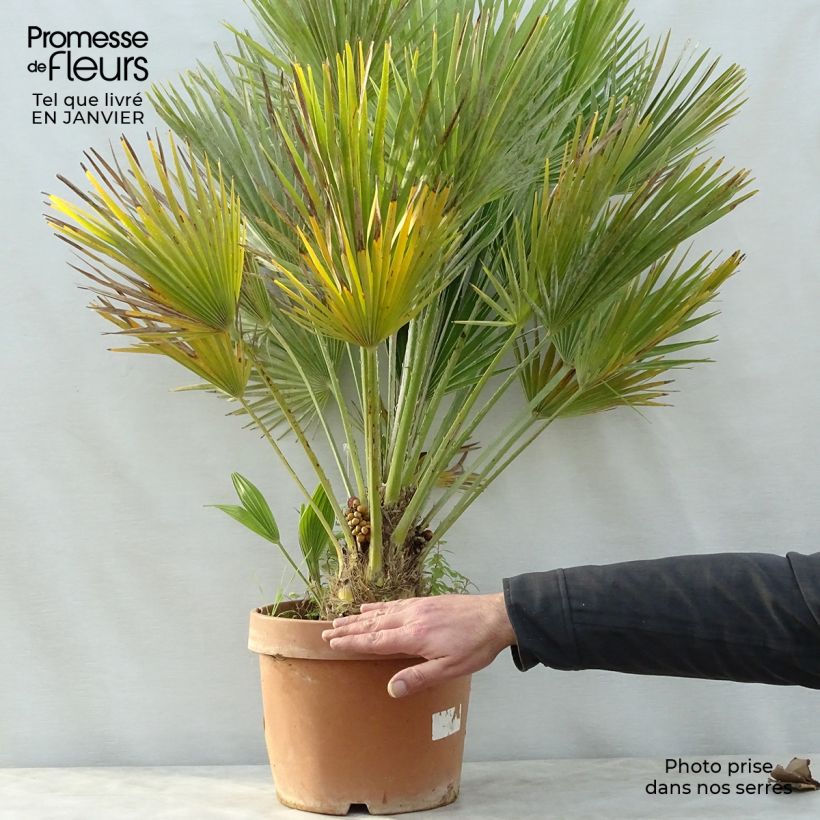 Example of Chamaerops humilis Vulcano - Palmier nain Pot van 6 l/7 l as you get in hiver