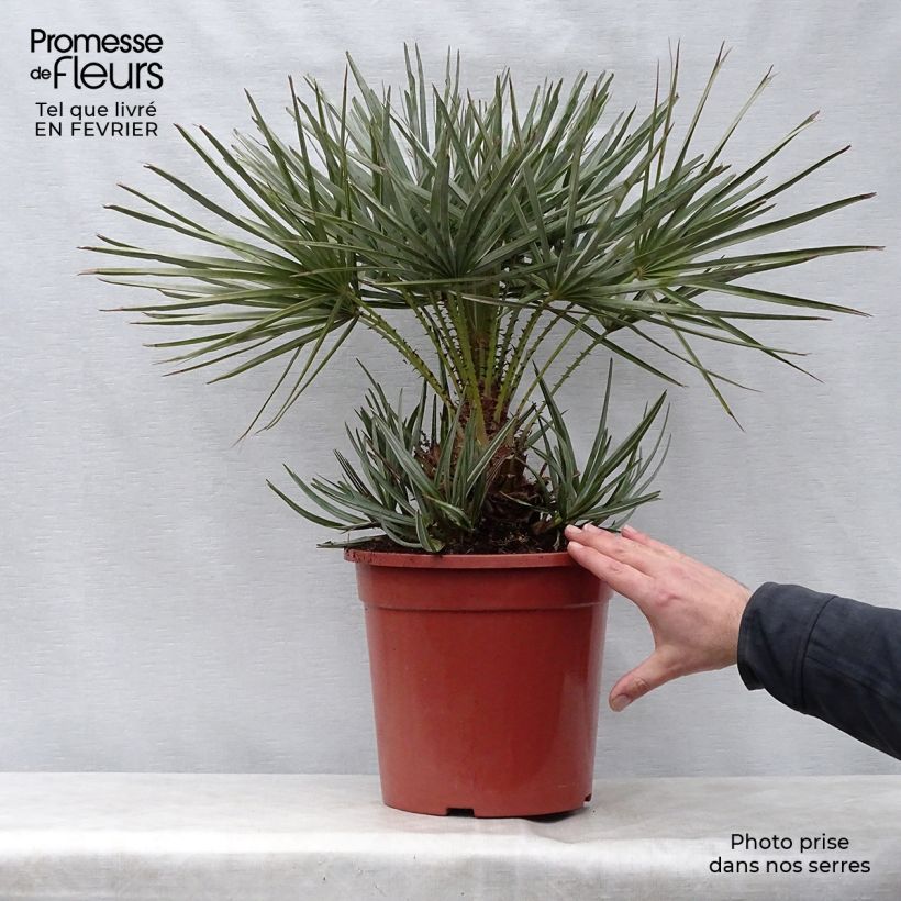 Example of Chamaerops humilis cerifera - Palmier nain bleuté Pot van 7,5 l/10 l as you get in hiver