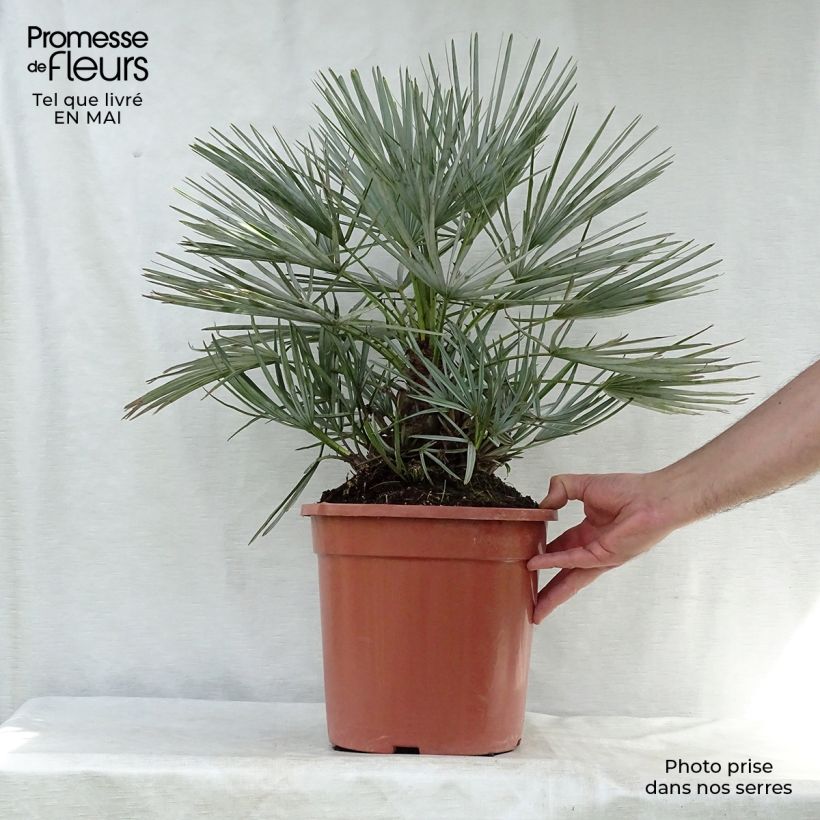 Exemplaar van Chamaerops humilis var. cerifera - Europese dwergpalm Pot van 7,5 l/10 l zoals geleverd in de lente