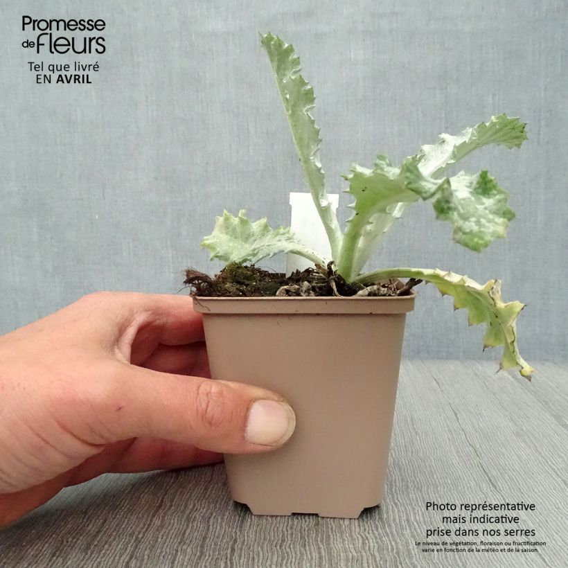 Exemplaar van Onopordum nervosum - Wegdistel Kweekpotje van 8/9 cm zoals geleverd in de lente