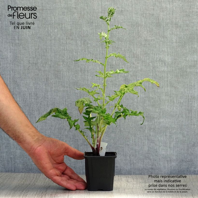 Exemplaar van Kogeldistel Star Frost - Echinops bannaticus Kweekpotje van 8/9 cm zoals geleverd in de zomer