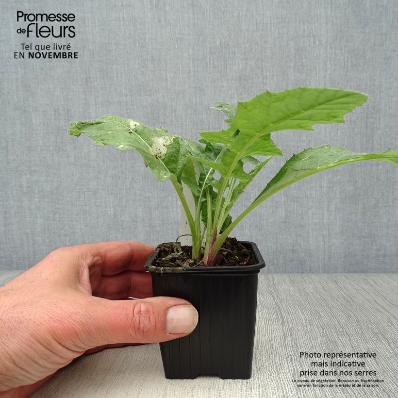 Exemplaar van Echinops ritro - Kogeldistel Kweekpotje van 7/8 cm zoals geleverd in de herfst