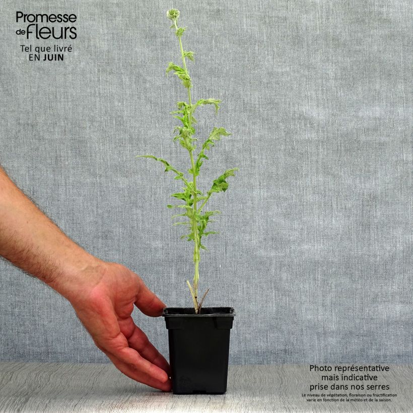 Exemplaar van Echinops ritro - Kogeldistel Kweekpotje van 7/8 cm zoals geleverd in de zomer