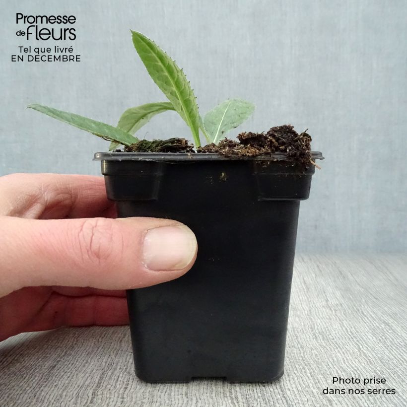 Example of Chardon boule - Echinops ritro Kweekpotje van 7/8 cm as you get in hiver