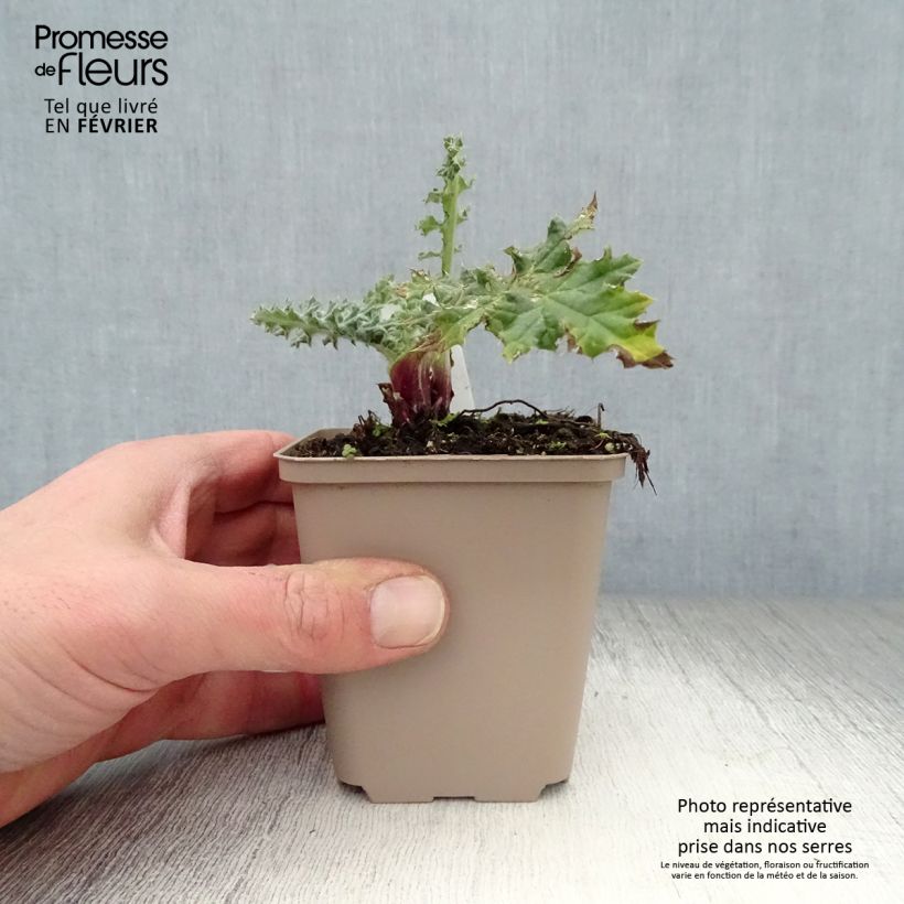 Example of Echinops sphaerocephalus Arctic Glow - Beklierde kogeldistel Kweekpotje van 8/9 cm as you get in hiver