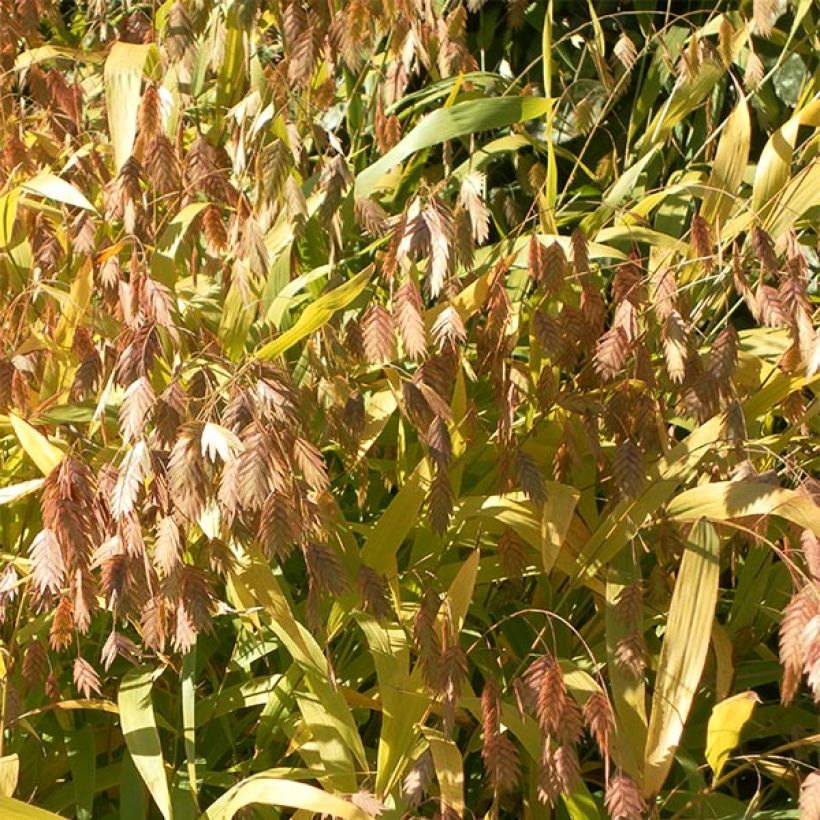Chasmanthium latifolium - Plataargras (Flowering)