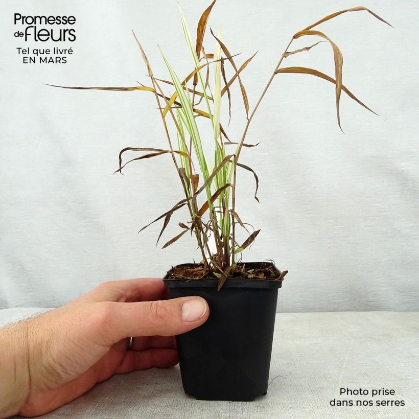 Exemplaar van Chasmanthium latifolium River Mist - Plataargras Kweekpotje van 8/9 cm zoals geleverd in de lente