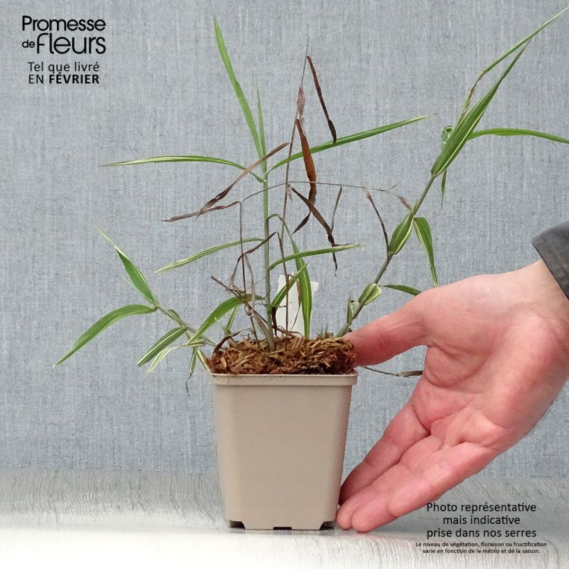 Example of Chasmanthium latifolium River Mist - Uniola latifolia Kweekpotje van 8/9 cm as you get in hiver